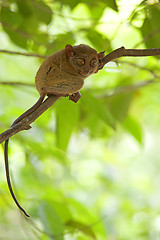 Image showing Tarsier