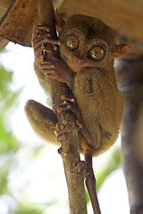 Image showing Tarsier