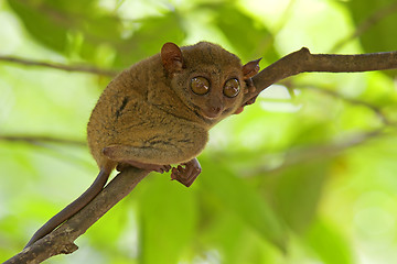 Image showing Tarsier