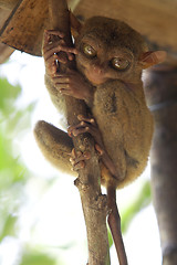 Image showing Tarsier