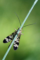 Image showing front of wild fly Mecoptera 