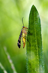 Image showing  Mecoptera Scorpion Fly   Panorpidae