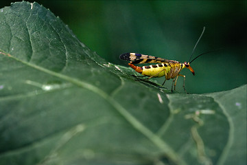 Image showing  Panorpidae on a green leaf