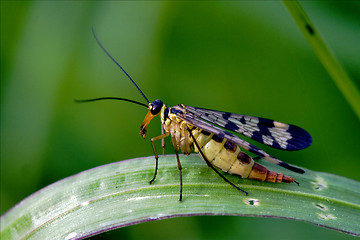 Image showing Scorpion Fly Panorpa Panorpidae 