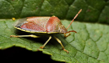 Image showing side of wild  hemiptera