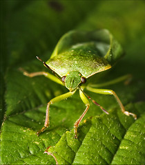 Image showing front of wild hemiptera Nezara Virdula