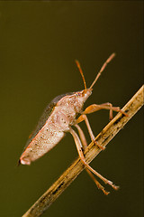 Image showing  hemiptera  in the bush