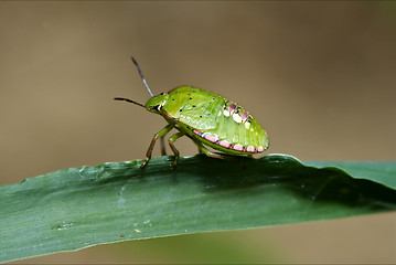 Image showing  Heteroptera  palomena