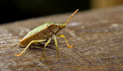 Image showing pentatomidae palomena on a wood