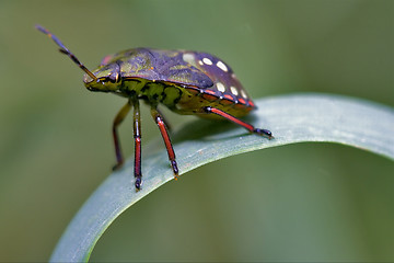 Image showing side of wild  hemiptera  on a green leaf 