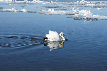 Image showing The swan