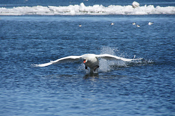 Image showing Swan in flight