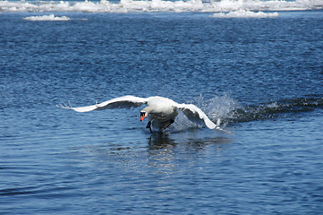 Image showing White swan 