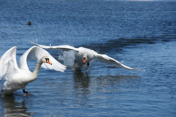 Image showing Swan in movement