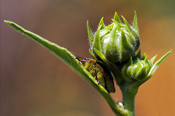 Image showing hemiptera inside  