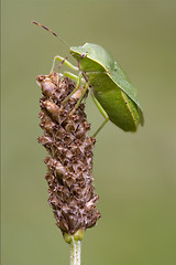 Image showing Heteroptera  on a flower