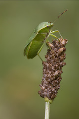 Image showing pentatomidae palomena prasina on a flower