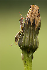 Image showing  prasina on a flower and reproduction