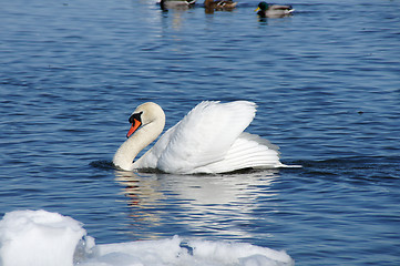 Image showing White swan