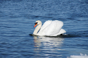 Image showing White swan 