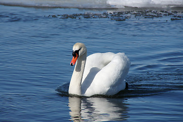 Image showing White swan