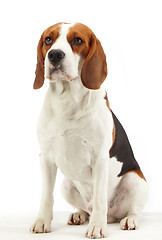 Image showing sitting beagle dog