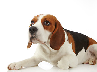 Image showing Beagle dog