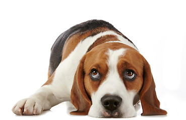 Image showing Beagle dog