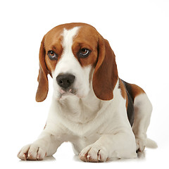 Image showing Beagle dog