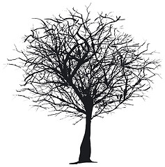 Image showing Tree silhouette