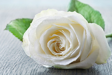 Image showing beautiful white rose