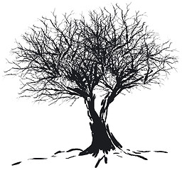 Image showing Tree silhouette