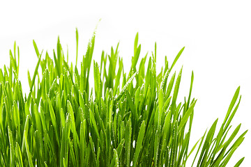 Image showing Wet green grass