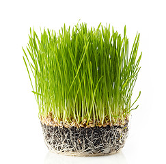 Image showing fresh green grass