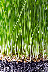 Image showing fresh green grass