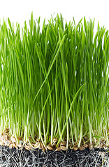 Image showing fresh green grass