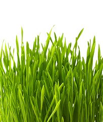 Image showing fresh green grass