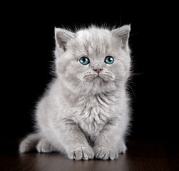 Image showing British short hair kitten
