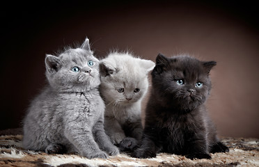 Image showing three british short hair kittens