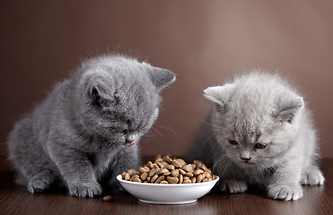 Image showing Bowl of cat food and two kittens