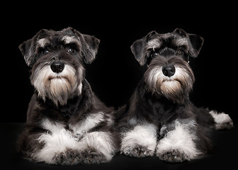 Image showing miniature schnauzer puppies five month old