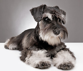 Image showing miniature schnauzer puppy five month old