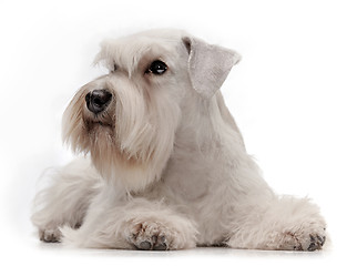 Image showing white miniature schnauzer puppy
