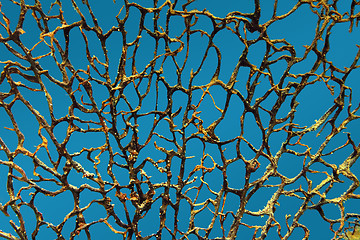 Image showing background with bare branches underwater