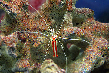 Image showing small red shrimp underwater