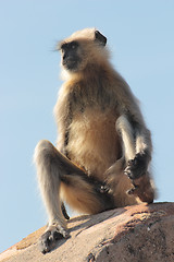 Image showing presbytis monkey on fort wall