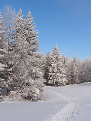 Image showing track in the snow leading to a frozen forest