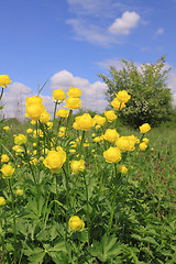 Image showing Globeflower