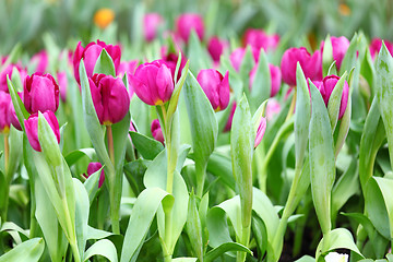 Image showing purple tulips flower