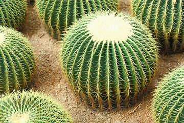 Image showing cactus